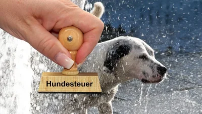 Регистрация и уплата налога на собаку в Германии