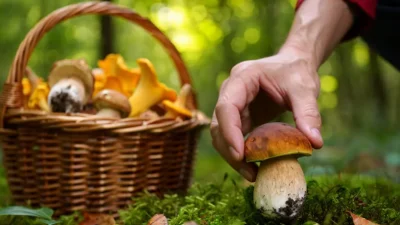 Правила сбора грибов в Германии